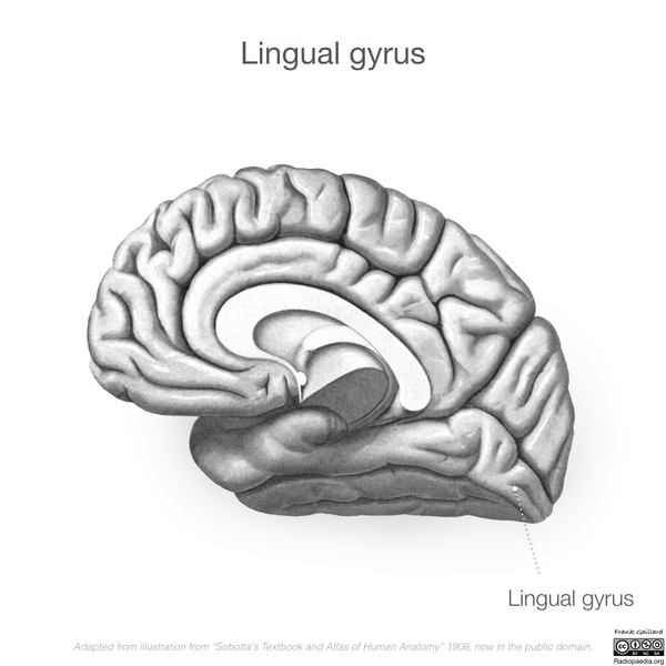 File:Neuroanatomy- medial cortex (diagrams) (Radiopaedia 47208-52697 Lingual gyrus 7).png