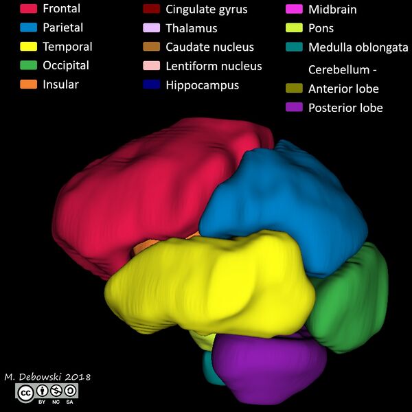 File:Brain lobes - annotated MRI (Radiopaedia 61691-69700 3D reconstruction 43).JPG