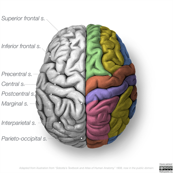 File:Neuroanatomy- superior cortex (diagrams) (Radiopaedia 59317-66667 All gyri 2).png