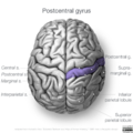 Neuroanatomy- superior cortex (diagrams) (Radiopaedia 59317-66671 Post central gyrus 1).png