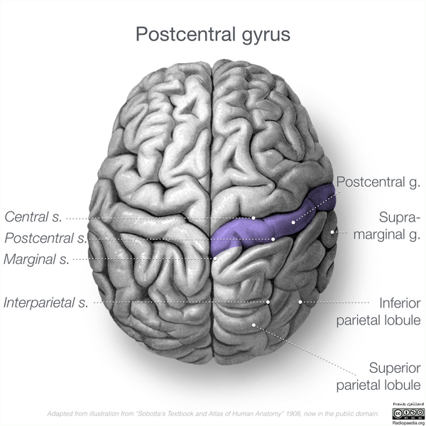 File:Neuroanatomy- superior cortex (diagrams) (Radiopaedia 59317-66671 Post central gyrus 1).png