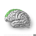 Neuroanatomy- lateral cortex (diagrams) (Radiopaedia 46670-51313 D 4).png