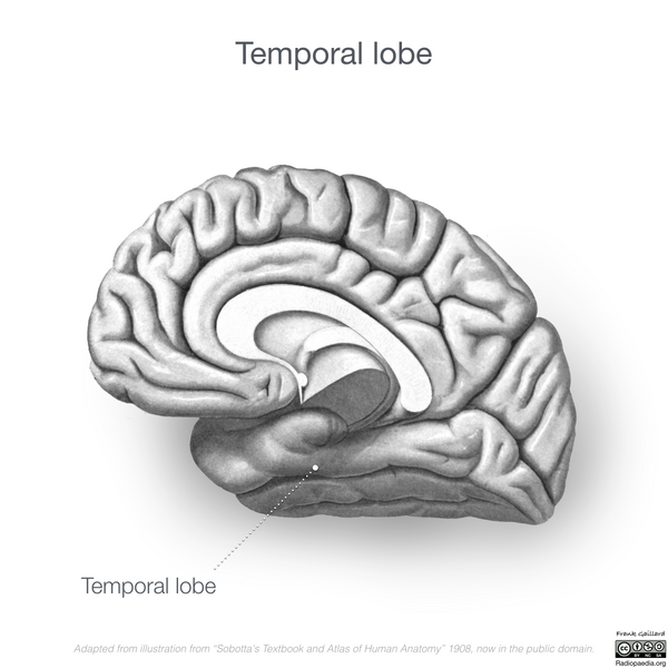 File:Neuroanatomy- medial cortex (diagrams) (Radiopaedia 47208-51763 F 3).png