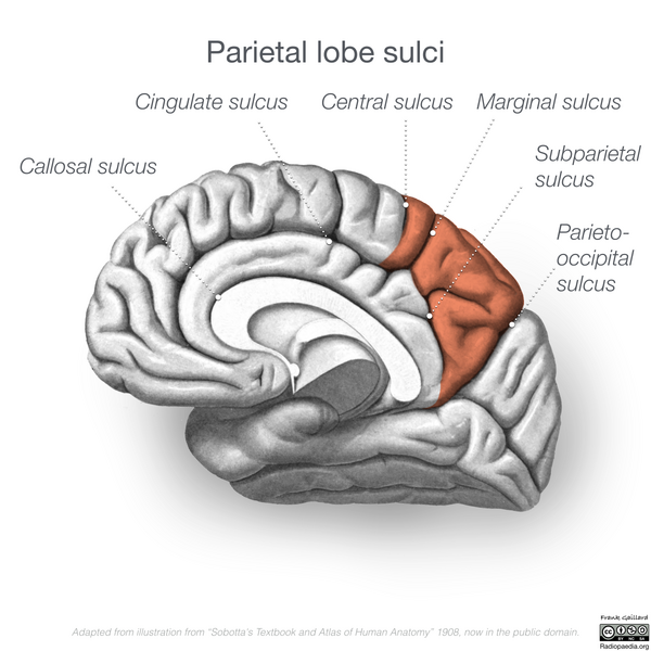 File:Neuroanatomy- medial cortex (diagrams) (Radiopaedia 47208-58969 D 2).png