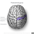 Neuroanatomy- superior cortex (diagrams) (Radiopaedia 59317-66671 Post central gyrus 3).png