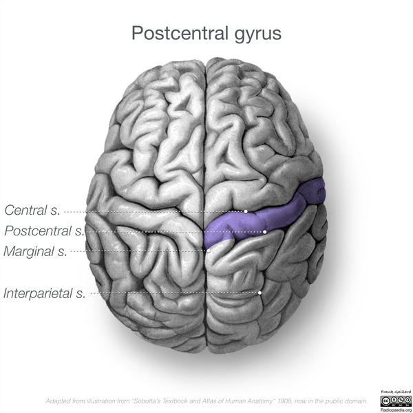 File:Neuroanatomy- superior cortex (diagrams) (Radiopaedia 59317-66671 Post central gyrus 3).png