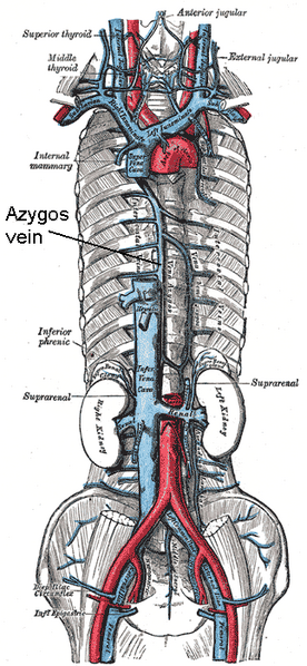 File:Azygos vein anatomy - Gray's anatomy illustration (Radiopaedia 15553-15267 coronal diagram 1).png