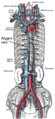 Azygos vein anatomy - Gray's anatomy illustration (Radiopaedia 15553-15267 coronal diagram 1).png