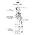 Foot - ossification centers (Gray's illustrations) (Radiopaedia 83363).jpeg
