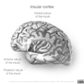 Neuroanatomy- insular cortex (diagrams) (Radiopaedia 46846-51375 Lobules 6).png