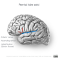Neuroanatomy- lateral cortex (diagrams) (Radiopaedia 46670-51202 C 7).png