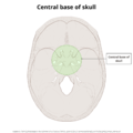 Base of skull (illustrations) (Radiopaedia 59251-66592 A 3).png