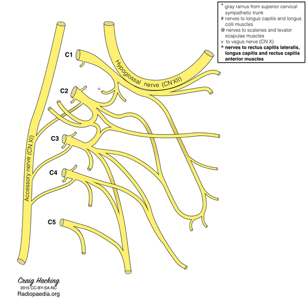 File:Cervical plexus (diagram) (Radiopaedia 37804-39723 P 1).png