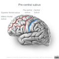 Neuroanatomy- lateral cortex (diagrams) (Radiopaedia 46670-51202 Precentral sulcus 1).png