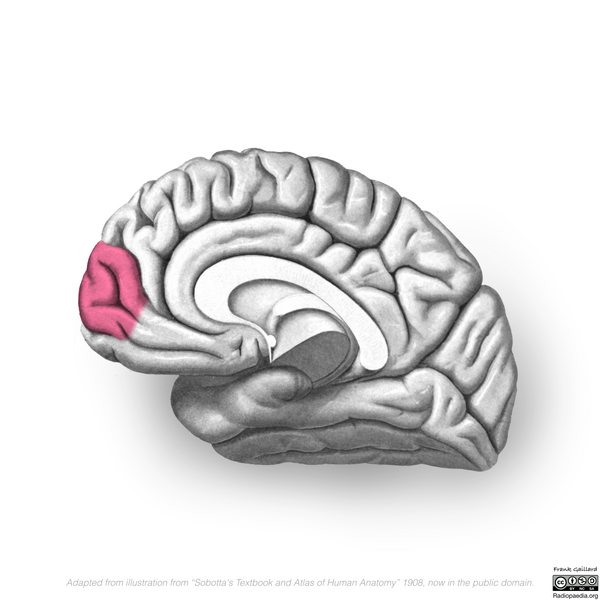 File:Neuroanatomy- medial cortex (diagrams) (Radiopaedia 47208-52697 Frontal pole 4).png