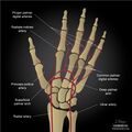 Arterial supply to the hand (illustrations) (Radiopaedia 55264-61677 B 1).jpg