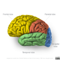 Neuroanatomy- lateral cortex (diagrams) (Radiopaedia 46670-51156 Lobes 2).png