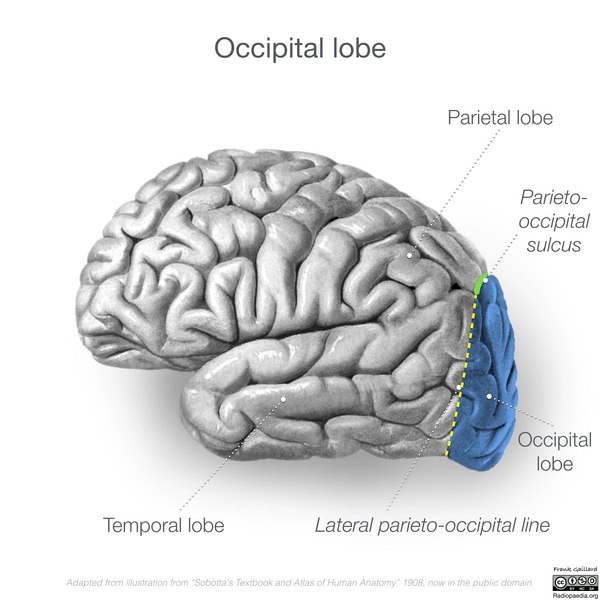 File:Neuroanatomy- lateral cortex (diagrams) (Radiopaedia 46670-51156 Occipital lobe 6).png