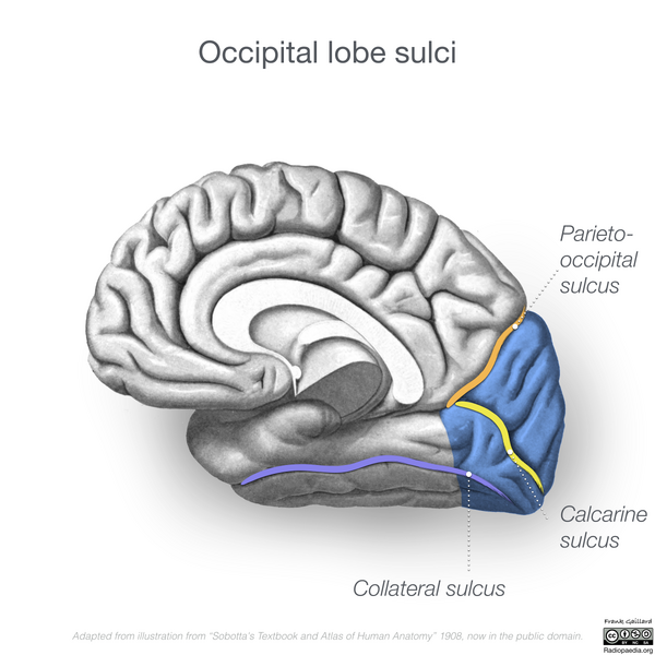 File:Neuroanatomy- medial cortex (diagrams) (Radiopaedia 47208-58969 F 1).png