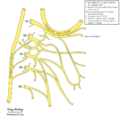 Cervical plexus (diagram) (Radiopaedia 37804-39723 Nerve to thyrohyoid 1).png