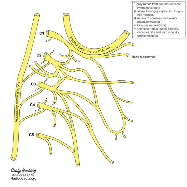 File:Cervical plexus (diagram) (Radiopaedia 37804-39723 Nerve to thyrohyoid 1).png