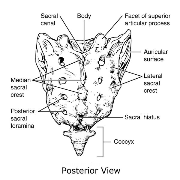 File:Bony pelvis (illustrations) (Radiopaedia 42764-45927 B 1).jpg