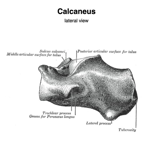 File:Calcaneus (Gray's illustration) (Radiopaedia 83338-97753 None 3).jpeg
