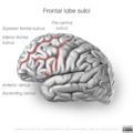 Neuroanatomy- lateral cortex (diagrams) (Radiopaedia 46670-51201 C 3).png