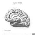 Neuroanatomy- medial cortex (diagrams) (Radiopaedia 47208-52697 Gyrus rectus 5).png