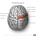 Neuroanatomy- superior cortex (diagrams) (Radiopaedia 59317-66670 Precentral gyrus 1).png