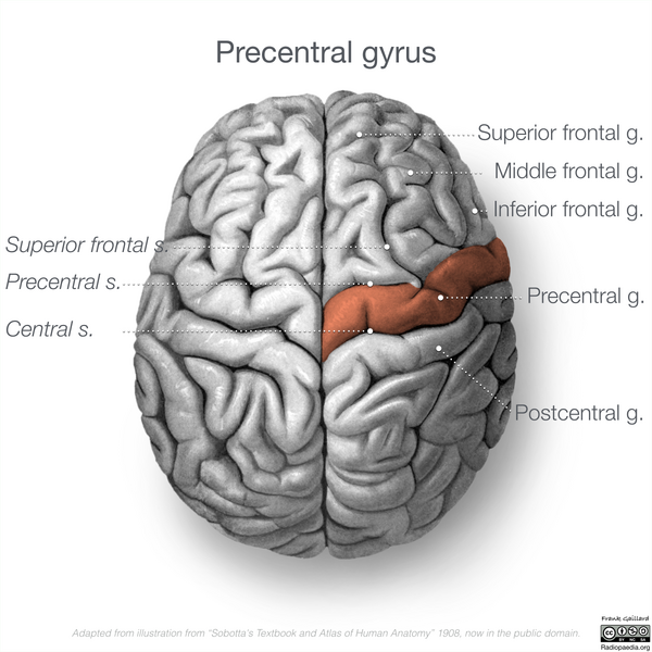 File:Neuroanatomy- superior cortex (diagrams) (Radiopaedia 59317-66670 Precentral gyrus 1).png