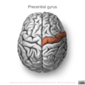 Neuroanatomy- superior cortex (diagrams) (Radiopaedia 59317-66670 Precentral gyrus 4).png