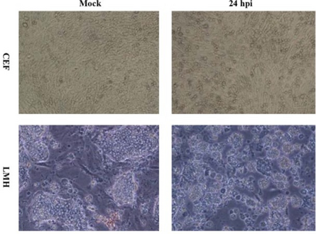 Cytopathogenicity of chicken embryonated fibroblast and leghorn male hcells to Avian H9N2 Influenza virus infection at 24 hours after infection