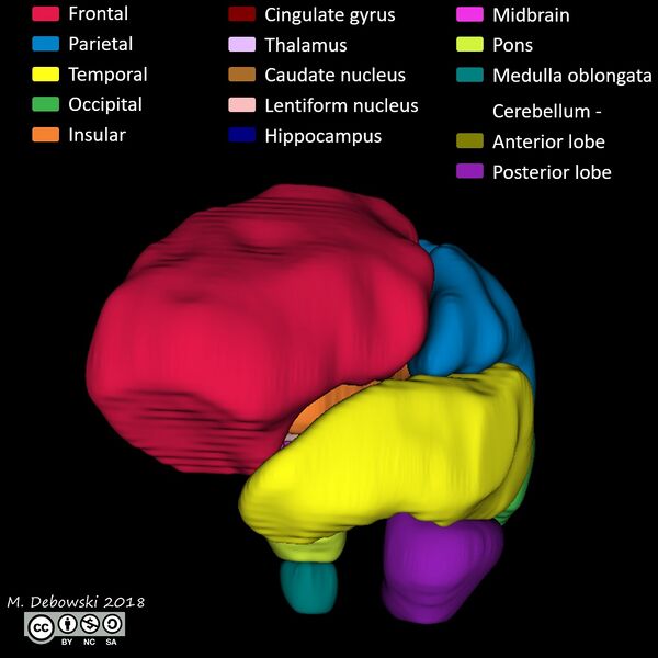 File:Brain lobes - annotated MRI (Radiopaedia 61691-69700 3D reconstruction 30).JPG