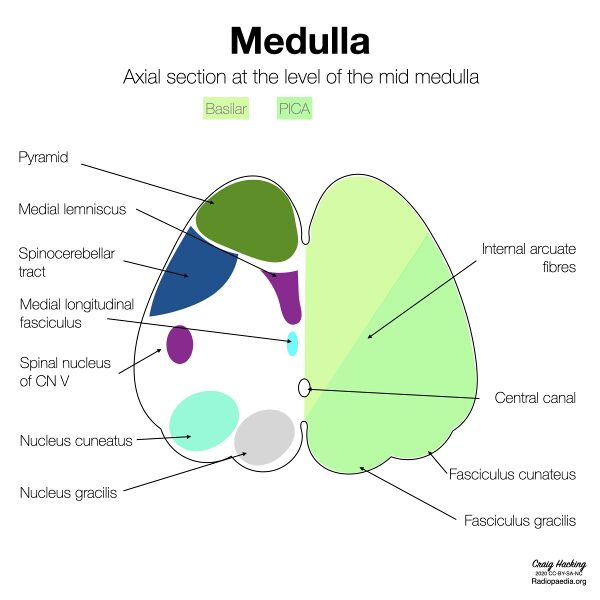 File:Brainstem arterial territories (diagrams) (Radiopaedia 81960-95925 Mid medulla 1).jpeg