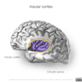 Neuroanatomy- insular cortex (diagrams) (Radiopaedia 46846-51375 Perinsular sulci 5).png