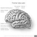 Neuroanatomy- lateral cortex (diagrams) (Radiopaedia 46670-51201 C 2).png