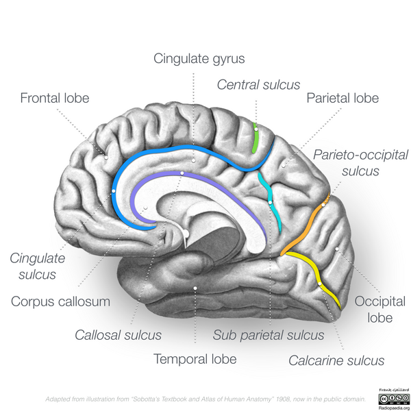 File:Neuroanatomy- medial cortex (diagrams) (Radiopaedia 47208-51763 B 1).png
