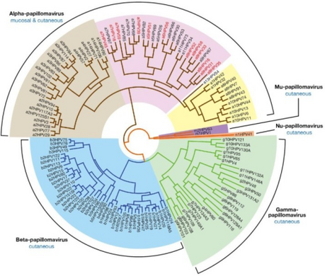 Evolutionary relationship between Human papillomaviruses