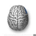 Neuroanatomy- superior cortex (diagrams) (Radiopaedia 59317-66670 D 5).png