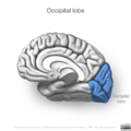 Neuroanatomy- medial cortex (diagrams) (Radiopaedia 47208-51763 Occipital lobe 4).png