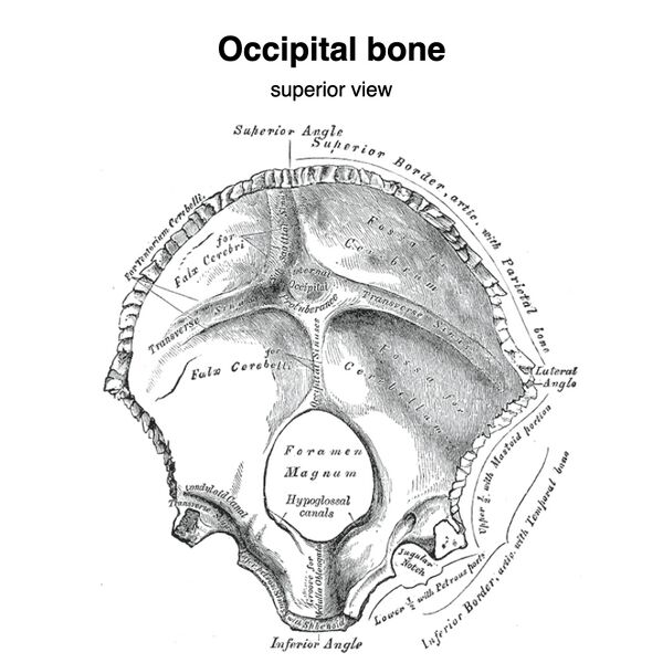 File:Occipital bone (Gray's illustrations) (Radiopaedia 90619-108019 B 1).jpeg