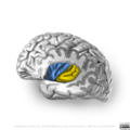 Neuroanatomy- insular cortex (diagrams) (Radiopaedia 46846-51375 Central sulcus 2).png