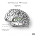 Neuroanatomy- insular cortex (diagrams) (Radiopaedia 46846-51375 Central sulcus 5).png