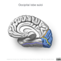 Neuroanatomy- medial cortex (diagrams) (Radiopaedia 47208-58969 F 3).png