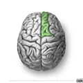 Neuroanatomy- superior cortex (diagrams) (Radiopaedia 59317-66670 B 5).png