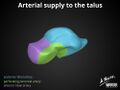 Anatomy of the talus (Radiopaedia 31891-32847 A 7).jpg