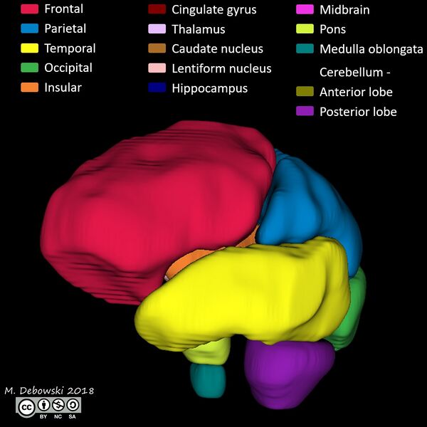 File:Brain lobes - annotated MRI (Radiopaedia 61691-69700 3D reconstruction 34).JPG