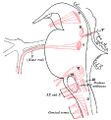 Brainstem motor nuclei - Gray's anatomy illustration (Radiopaedia 36266).jpg