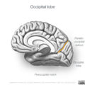 Neuroanatomy- medial cortex (diagrams) (Radiopaedia 47208-51763 J 2).png